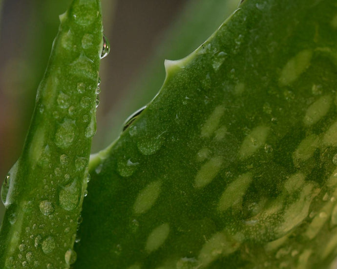 Fragrance-Free Skincare: Why Less Is More