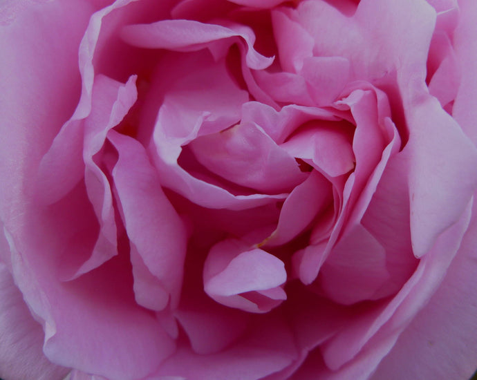 Why Rose Water Is a Skincare Hero