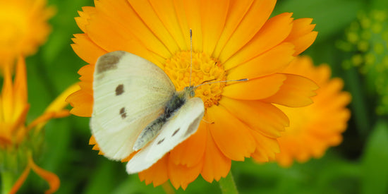 Our guide to Conscious Living
