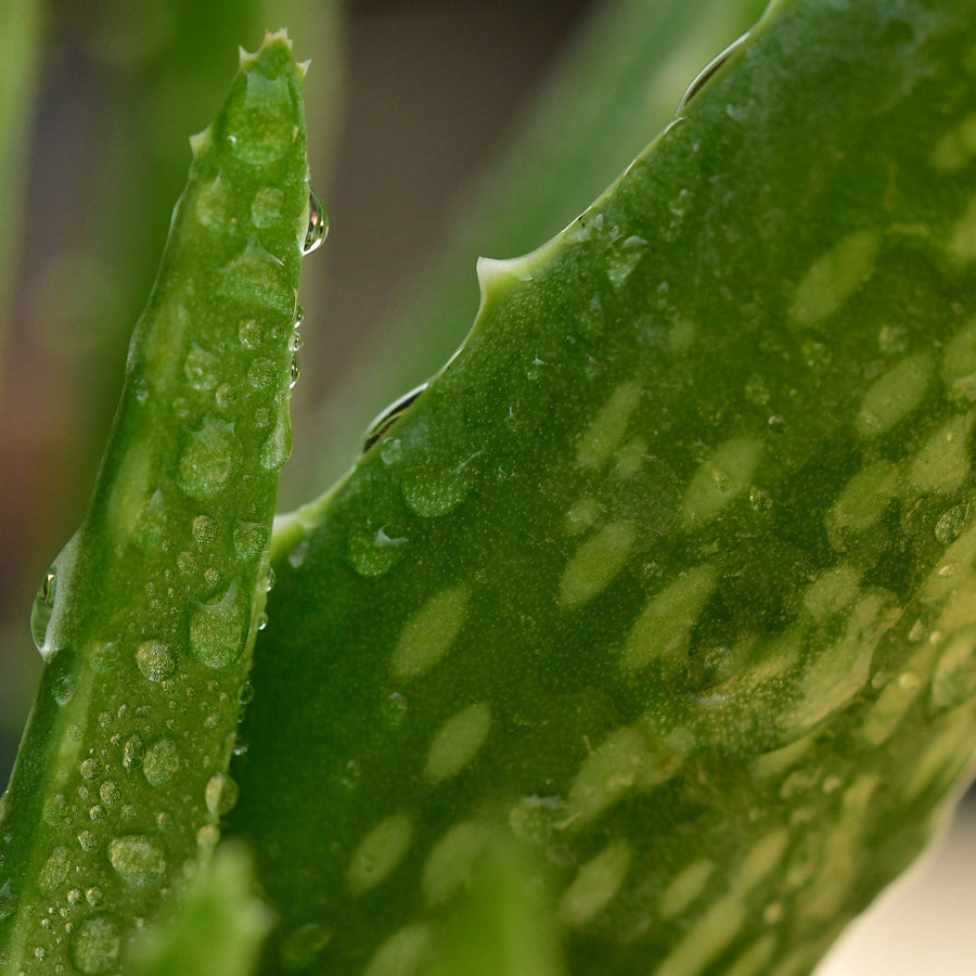 Organic Aloe Vera is a key ingredient in Neutralize Exfoliator