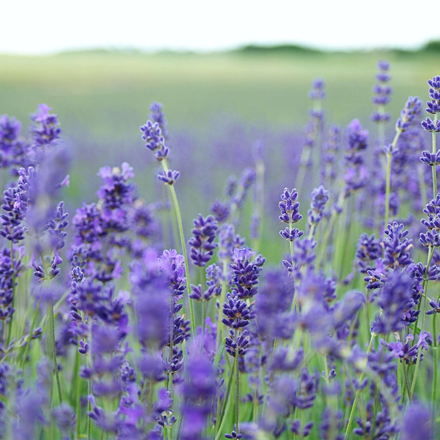 Organic lavender essential oil is a key ingredient used in our Gentle Face Exfoliator for Sensitive Skin 