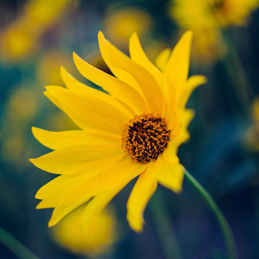 Organic sunflower ingredient used in body massage oil – natural body oil